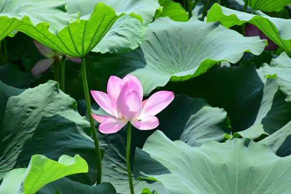 福建省工业和信息化厅关于印发福建省人工智能项目实施方案的通知