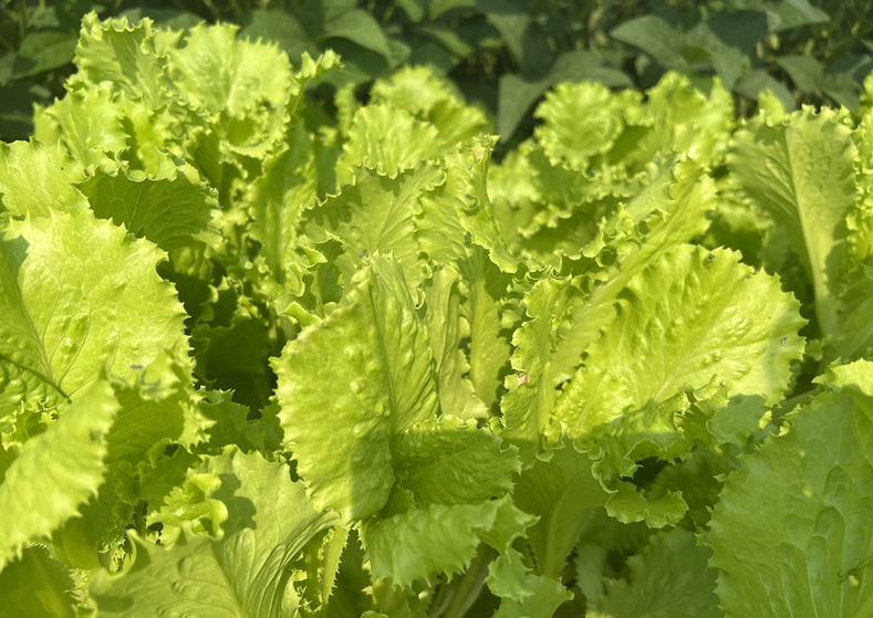 《露地蔬菜肥药精准施用智能作业装备》等团体标准公开征求意见