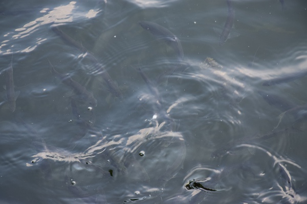 潮州市委常委到市邮政管理局调研