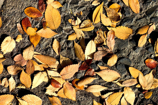 标准立项 | 皮革领域4项国家标准计划获批立项